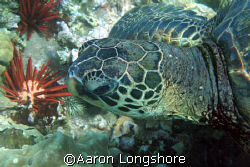 Honu, near shore reef Maui. 350d no strobe. by Aaron Longshore 